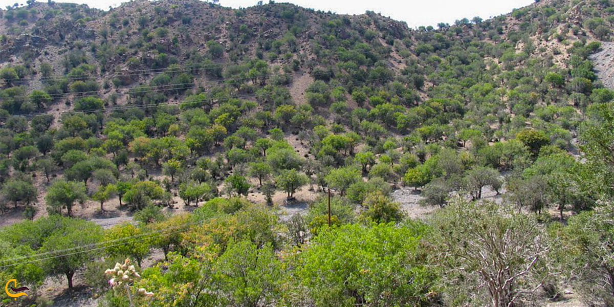 بهترین-جاذبه-های-طبیعی-رفسنجان